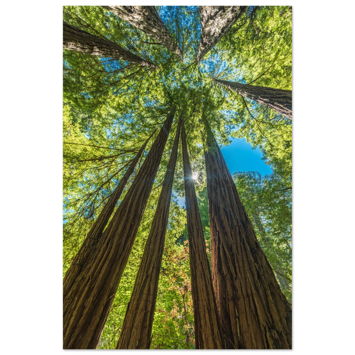 Muir Woods, California. Print only. Frame not included.