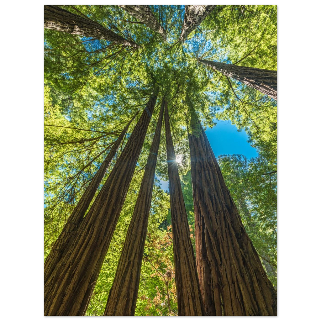 Muir Woods, California. Print only. Frame not included.