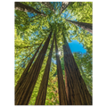 Muir Woods, California. Print only. Frame not included.