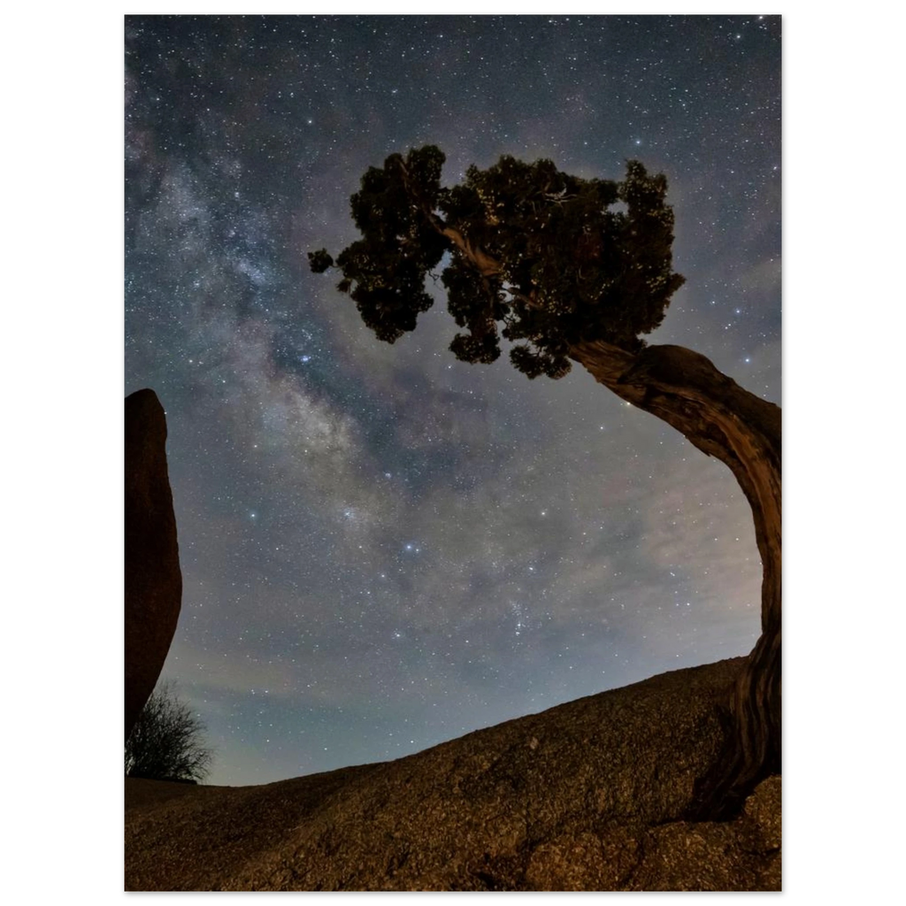 Joshua Tree, California. Print only. Frame not included.