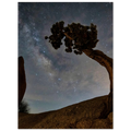 Joshua Tree, California. Print only. Frame not included.