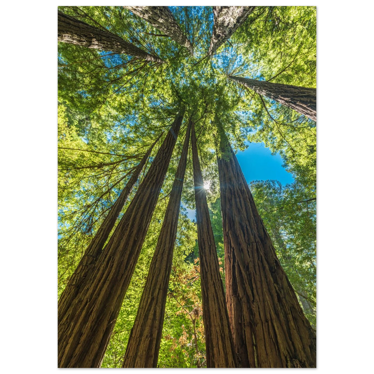 Muir Woods, California. Print only. Frame not included.