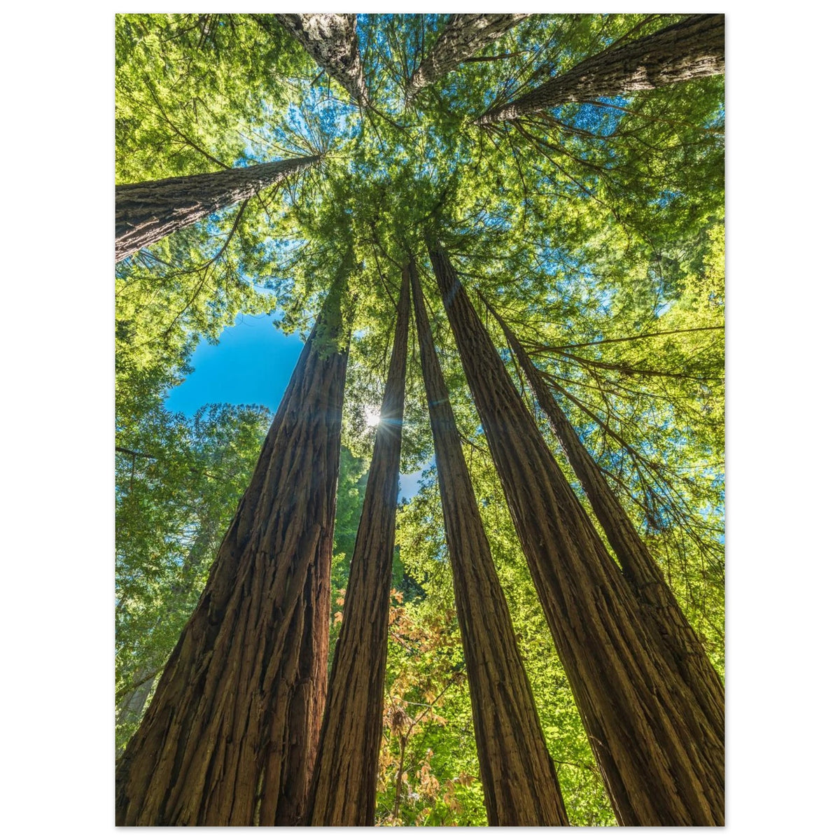Muir Woods, California. Print only. Frame not included.