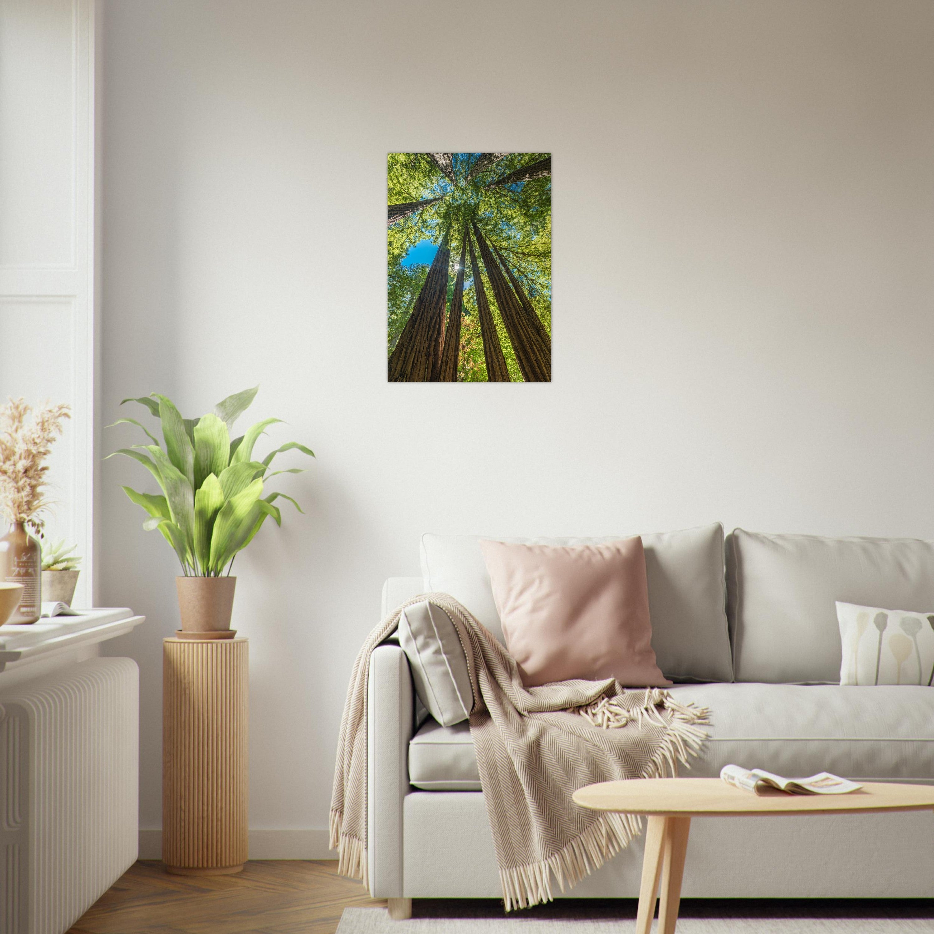 Muir Woods, California print, unframed, on a white living-room wall. Print only. Frame not included.